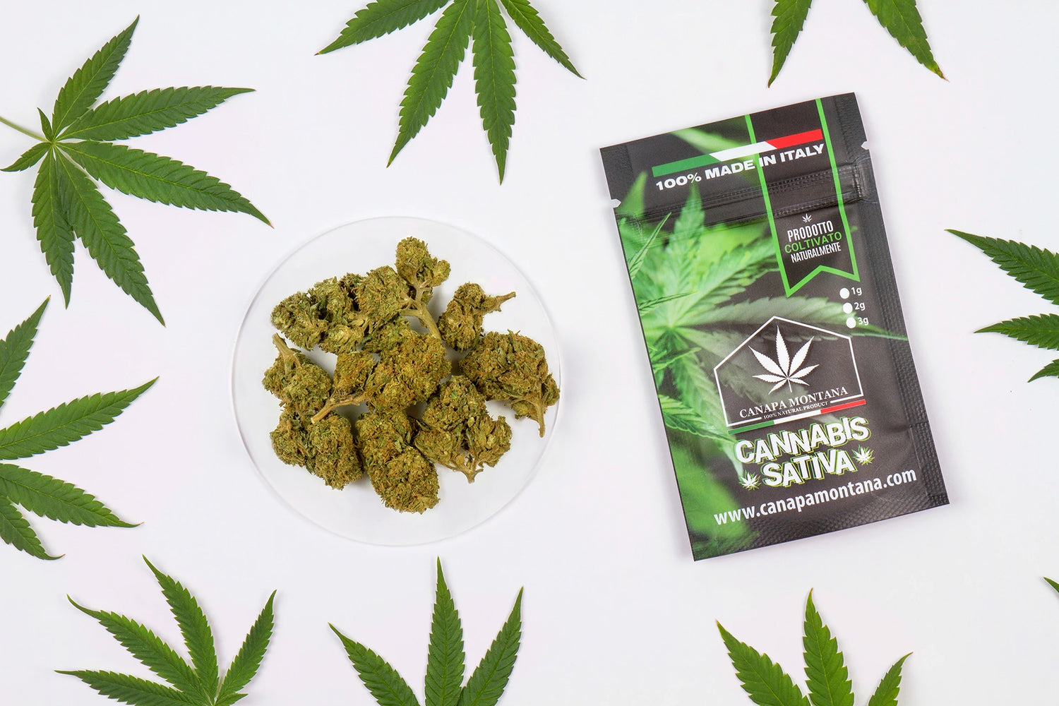 Cannabis light coltivata in Italia ad alto CBD-Canapa Montana