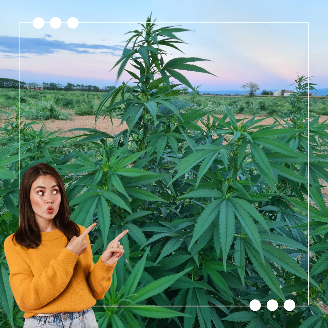 infiorescenze canapa cosa sapere