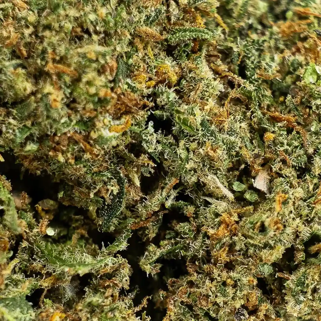 Canapa light apple punch indoor