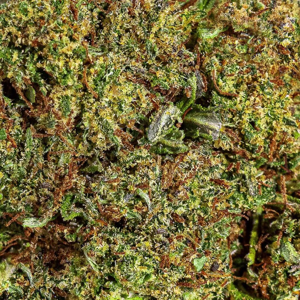 tricomi canapa light CBD Cheese Greenhouse