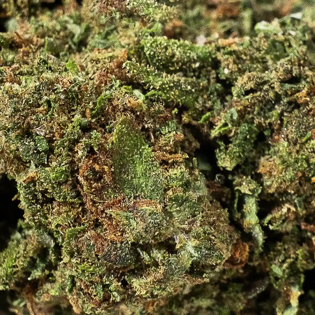 erba-legale-bz1-canapa-montana-cbd-shop Erba legale Bz1 Canapa Montana cbd shop