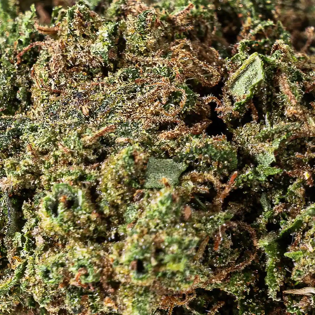 san-fernando-medium-bud-indoor-canapa-legale-cbd-light San Fernando medium bud indoor canapa legale cbd light