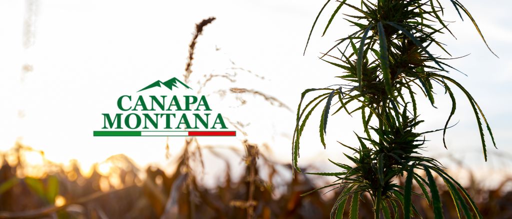 flavonoidi cannabis light cbd