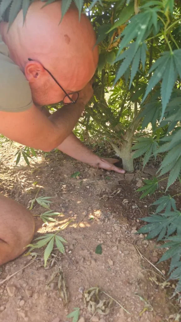 Coltivazione di canapa outdoor a settembre